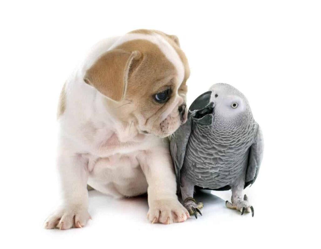 Are Parrots Smarter Than Dogs