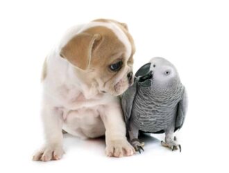 Are Parrots Smarter Than Dogs