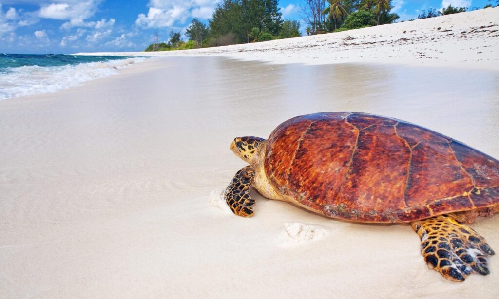 Big Island Sea Turtles