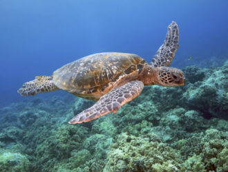 Big Island Sea Turtles