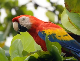 What Do Parrots Represent