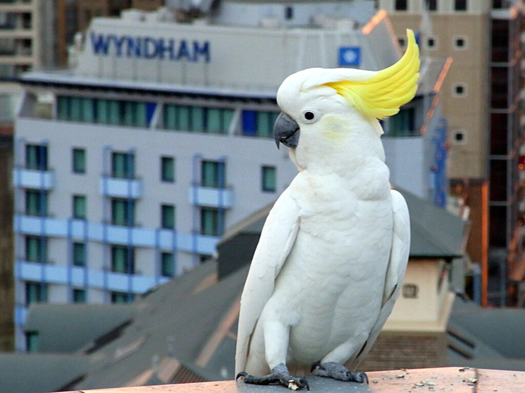 Umbrella Cockatoo Parrots For Sale