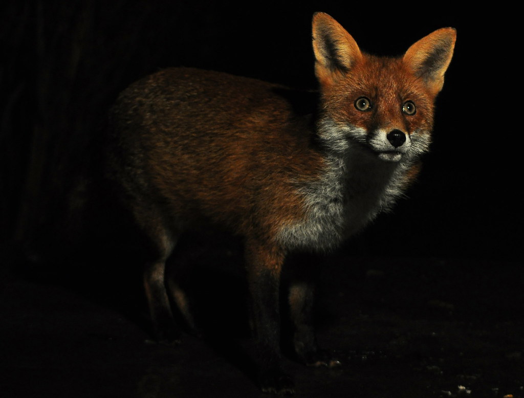 Calling Foxes At Night