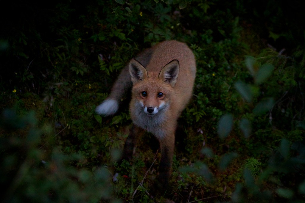 Calling Foxes At Night