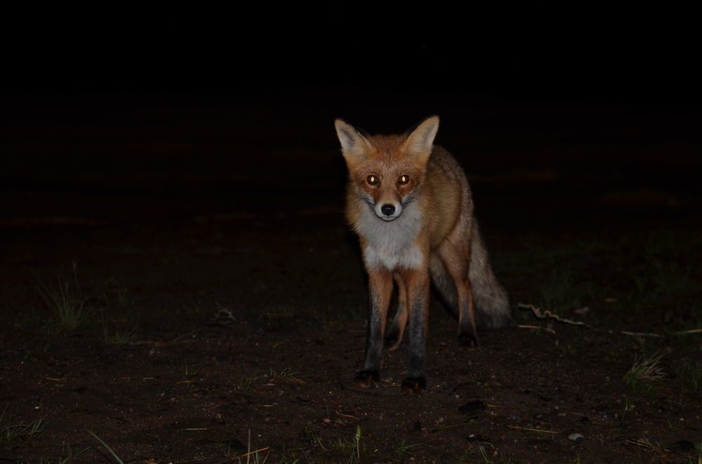 Calling Foxes At Night