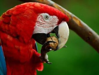 Can Parrots Eat Pistachio Nuts