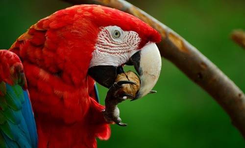 Can Parrots Eat Pistachio Nuts