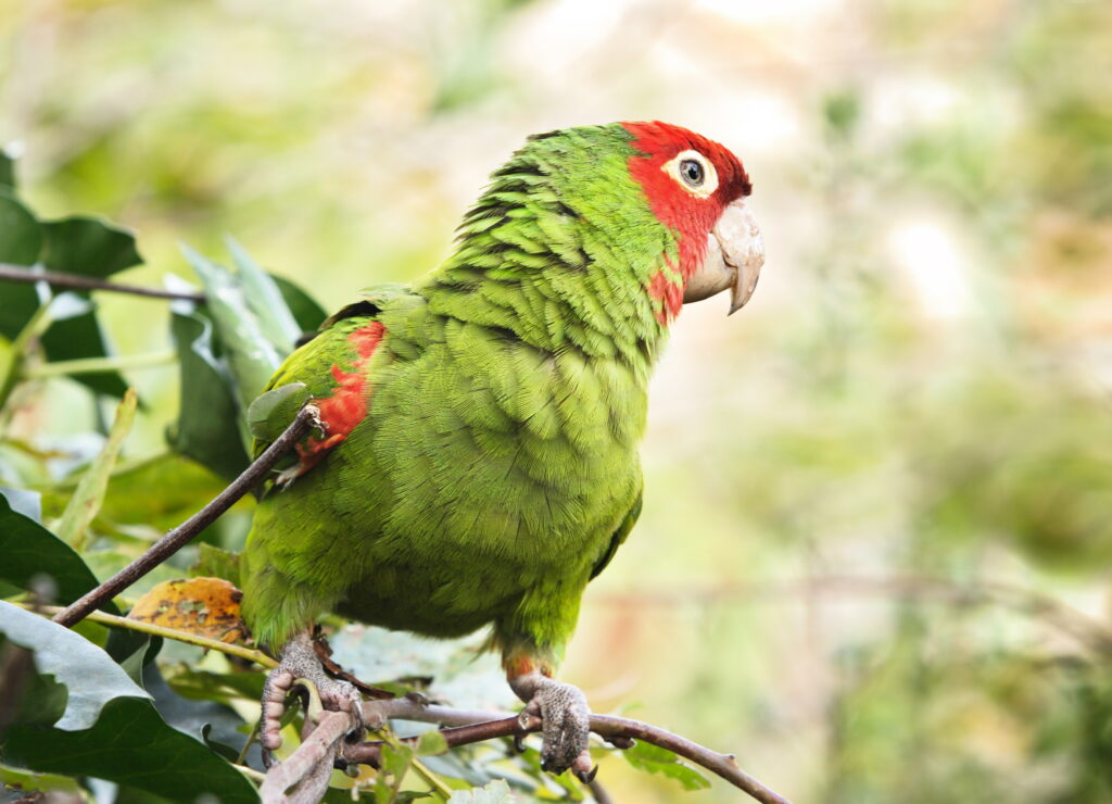 Can Parrots Have Raspberries