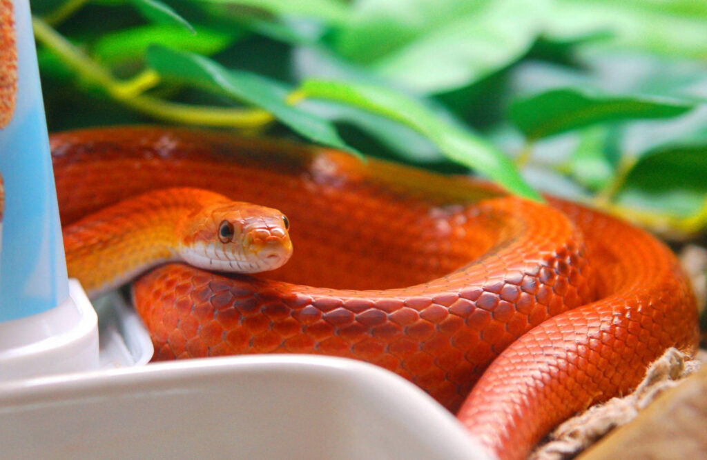 Corn Snakes Enclosure