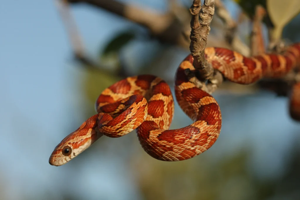 Corn Snakes Enclosure