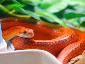 Corn Snakes Enclosure