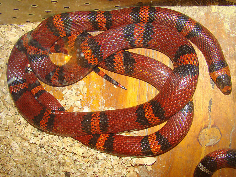 Corn Snakes Enclosure