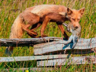 Do Foxes Eat Groundhogs