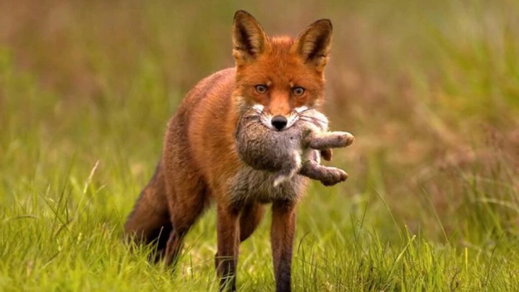 Do Foxes Eat Groundhogs