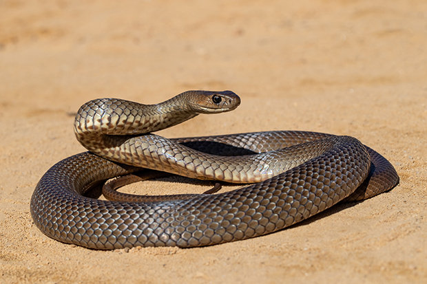 Does Hawaii Have Snakes