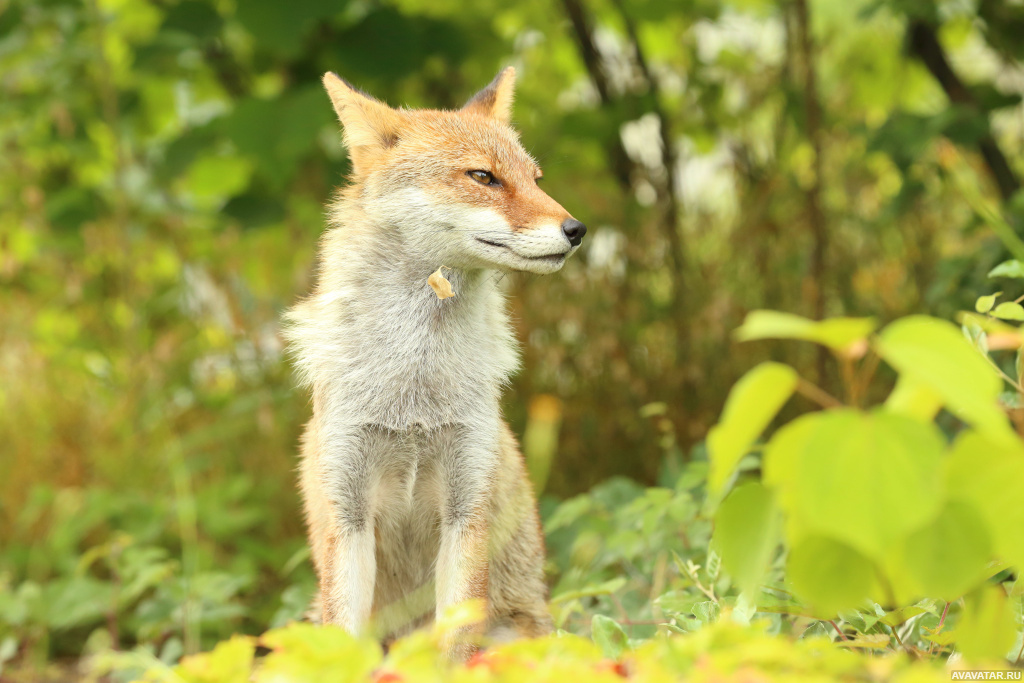 Foxes Barking Sound