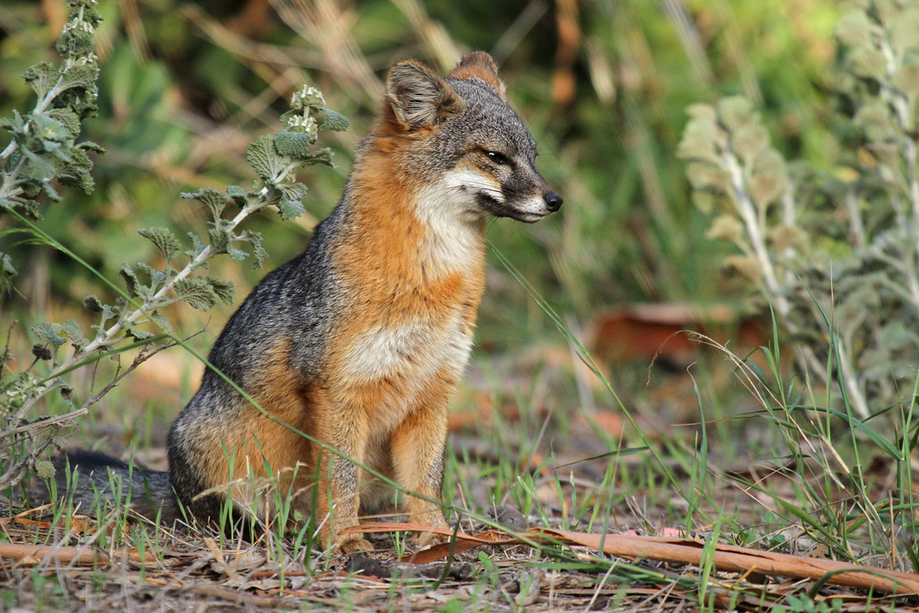 Foxes Canine Or Feline