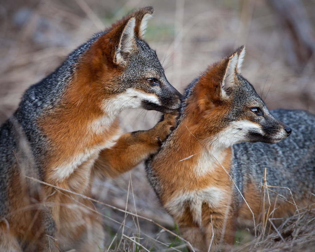 Foxes Canine Or Feline