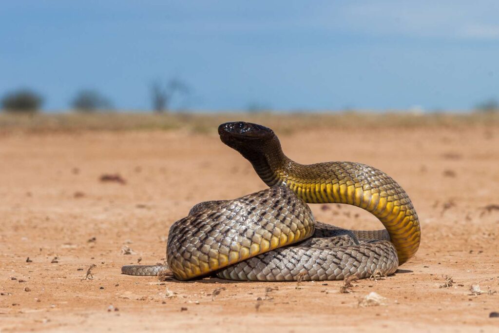 Most Venomous Snakes World