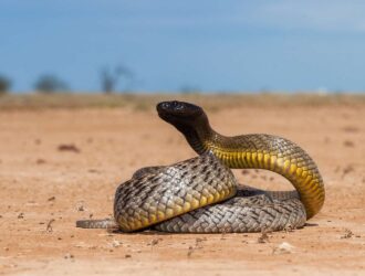 Most Venomous Snakes World