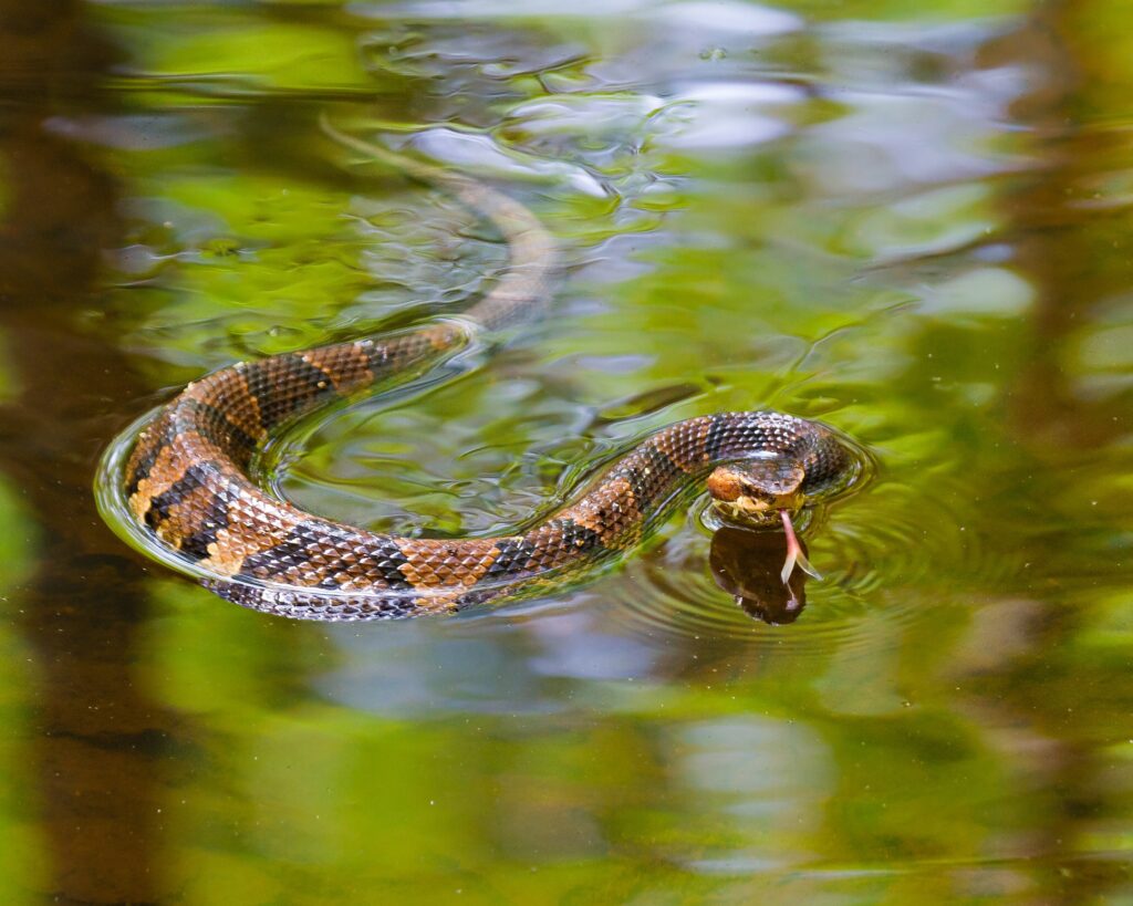 Water Snakes Of Iowa