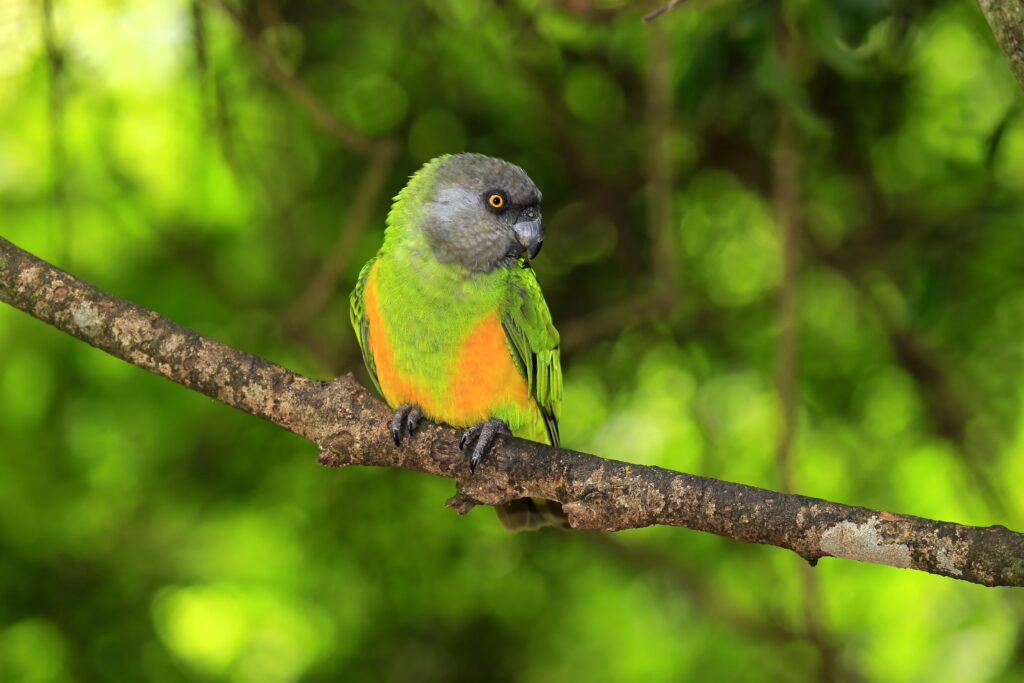 Senegal Parrots Lifespan