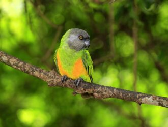 Senegal Parrots Lifespan