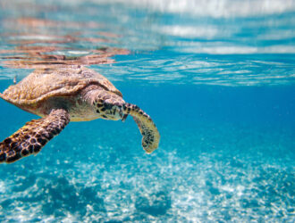Snorkel With Sea Turtles Oahu