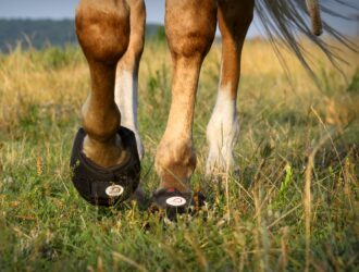 Hoof Boots For Miniature Horses