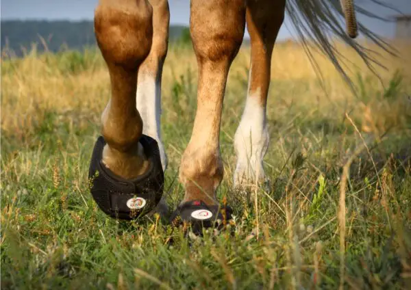 Hoof Boots For Miniature Horses