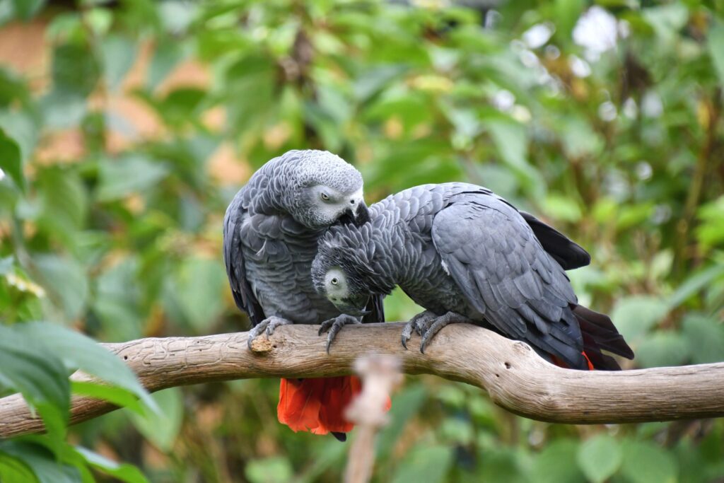 African Parrots For Sale