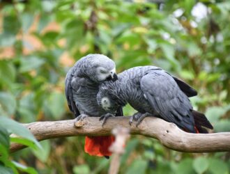 African Parrots For Sale