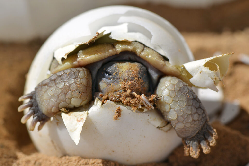 Do Turtles Lay Eggs Without Mating