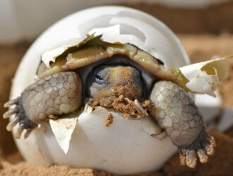 Do Turtles Lay Eggs Without Mating