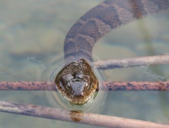 Water Snakes In Virginia
