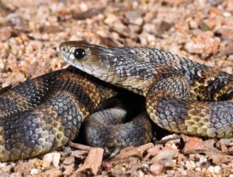 List Of Most Dangerous Snakes