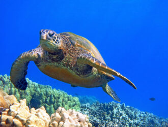 Where To See Turtles Maui
