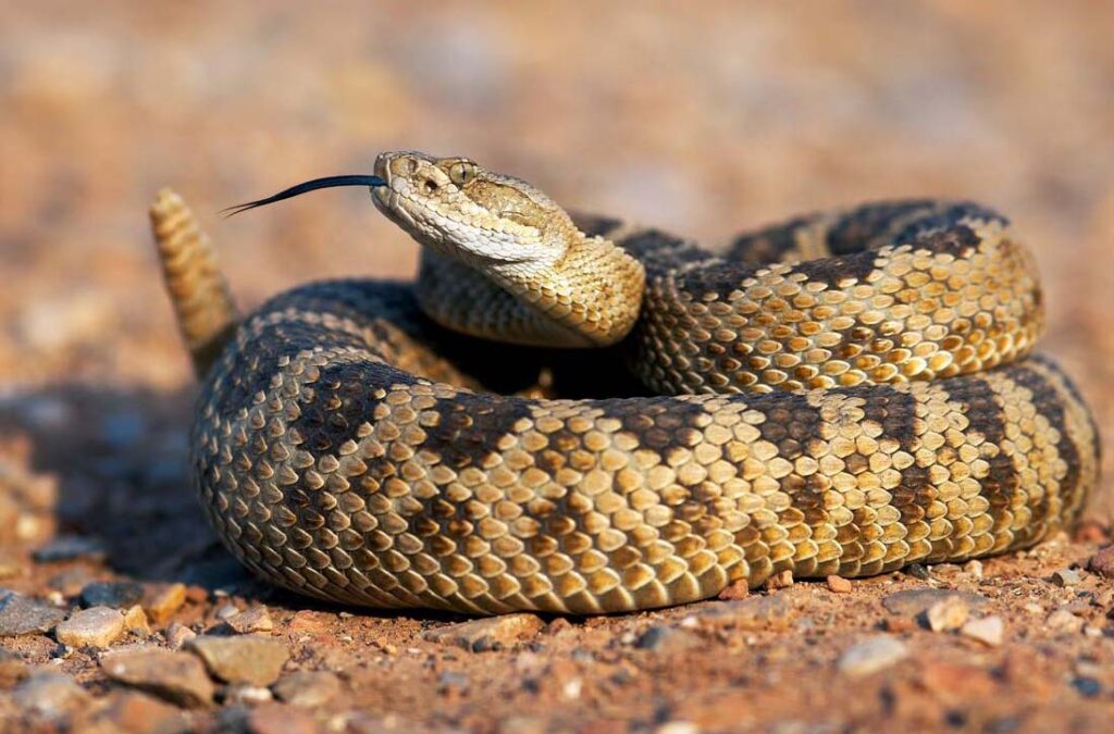 Mexico Poisonous Snakes