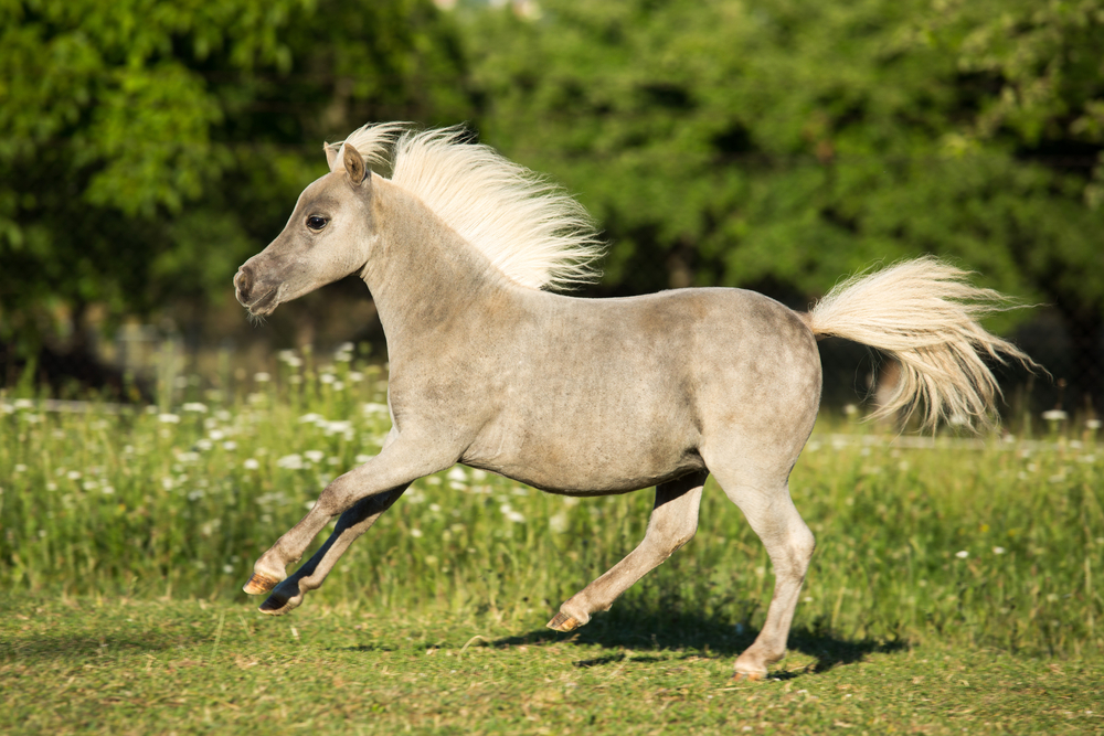 Miniature Horses Therapy