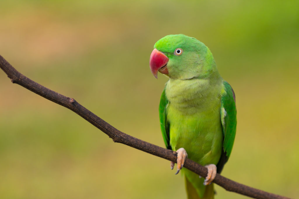 Can Parrots Have Raspberries