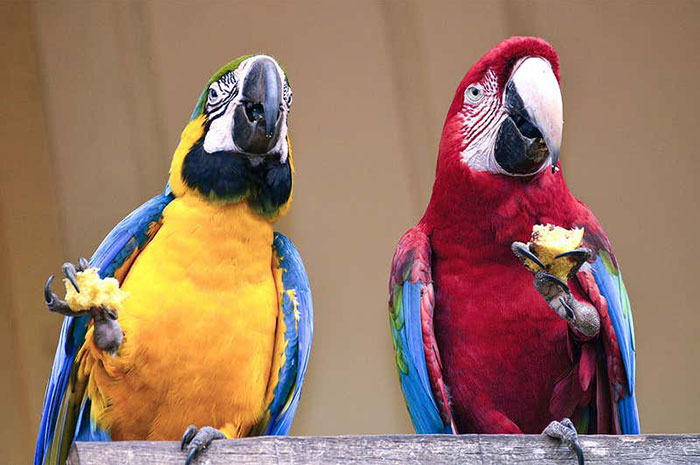 What Do Parrots Represent