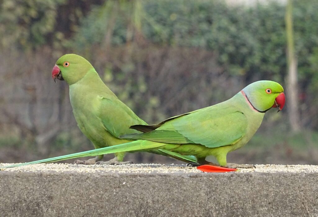 Parrots Diseases