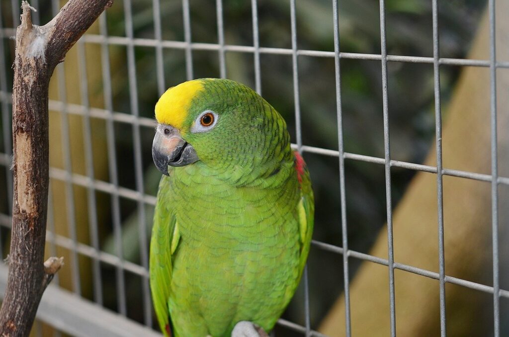 Parrots Diseases