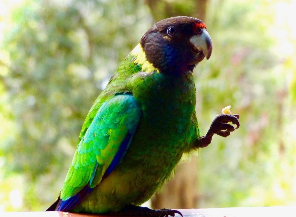 Parrots Diseases