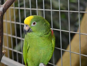 Parrots Diseases