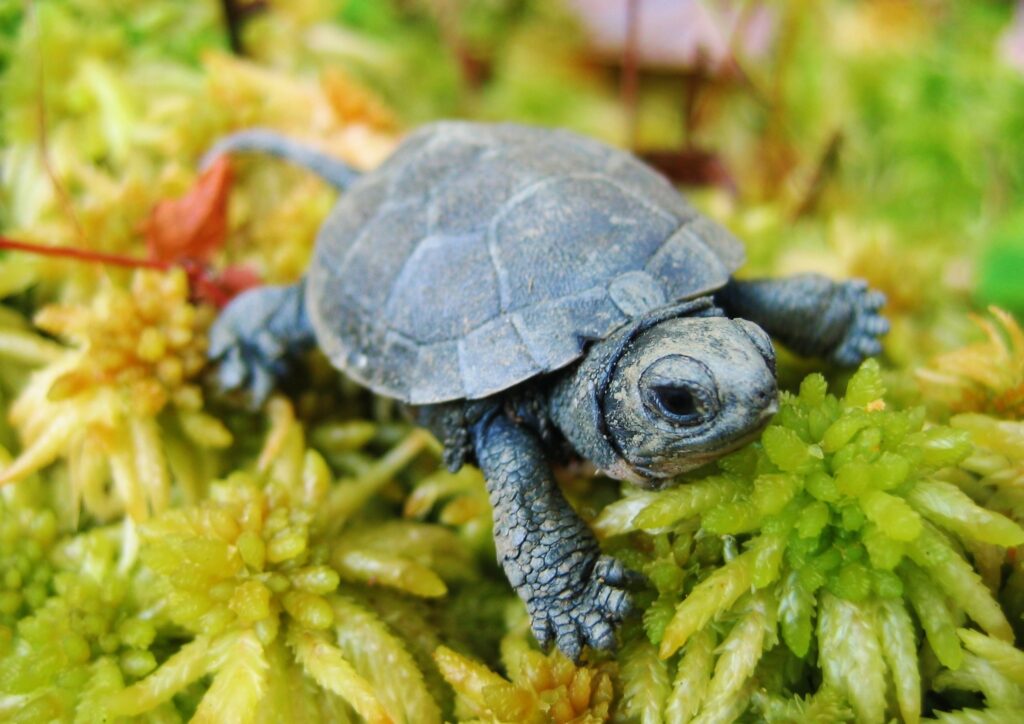 Plants Safe For Turtles