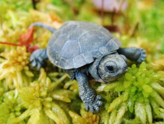 Plants Safe For Turtles