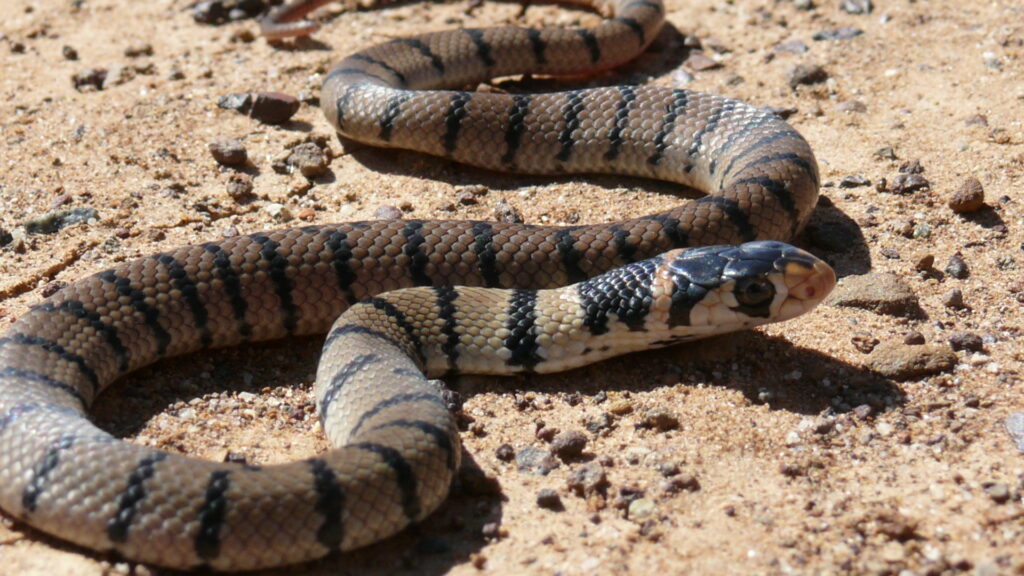 Poison Snakes Of Florida