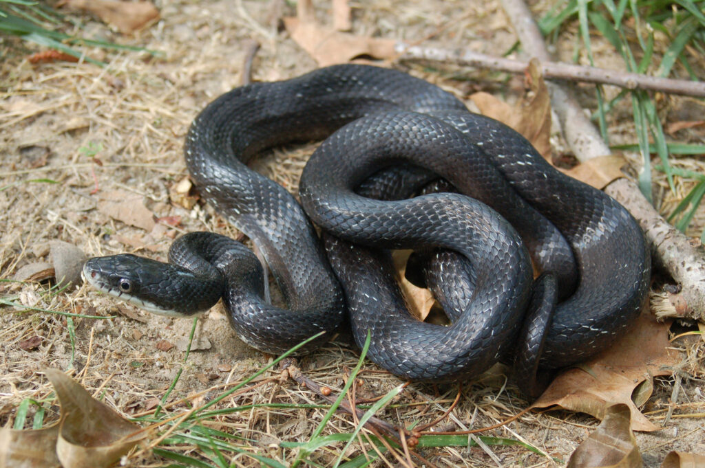 Black Rat Snakes In North Carolina