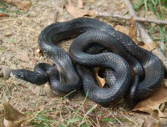 Black Rat Snakes In North Carolina